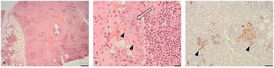 Parainfluenza and corona viruses in a fallow deer (Dama dama) with fatal respiratory disease